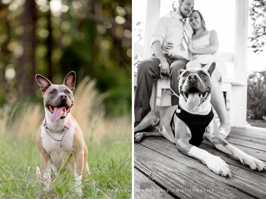 the-woodlands-family-photographer-pets